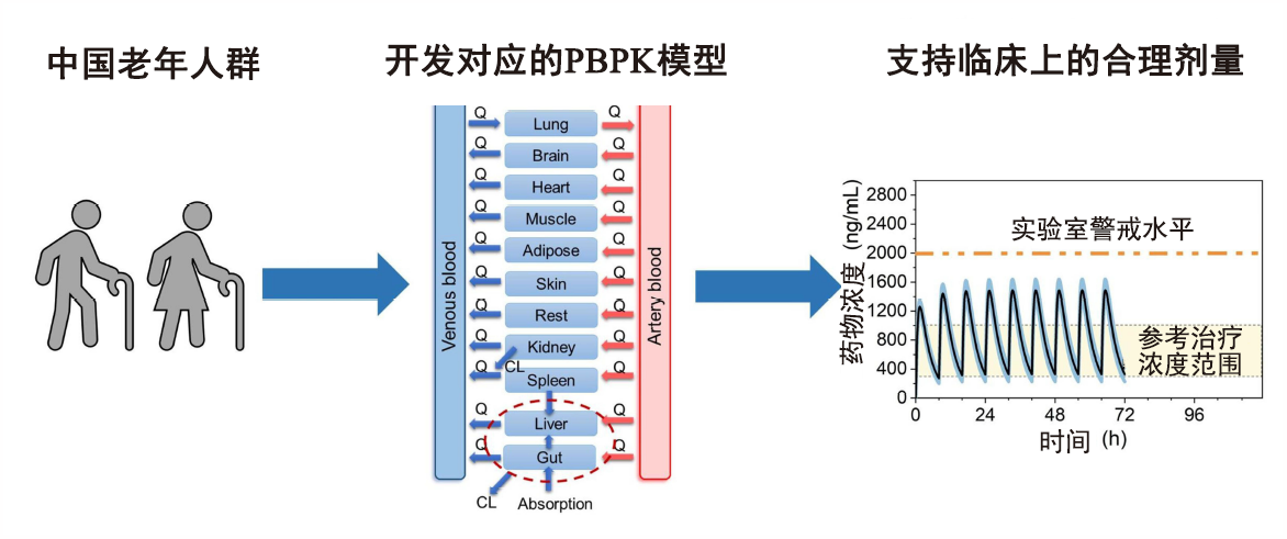 文章推薦 | 使用生理藥代動(dòng)力學(xué)PBPK模型支持中國(guó)老年人群的合理用藥